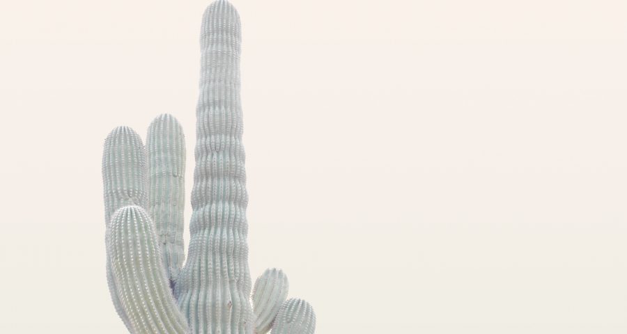 Kaktus weiß